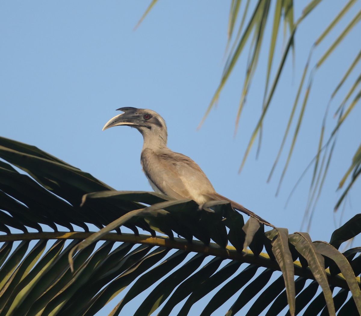 Indian Gray Hornbill - ML612739538