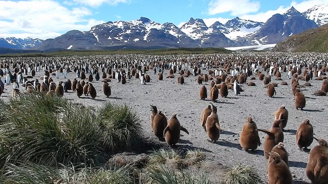 tučňák patagonský - ML612739591