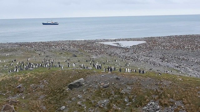 tučňák patagonský - ML612739595