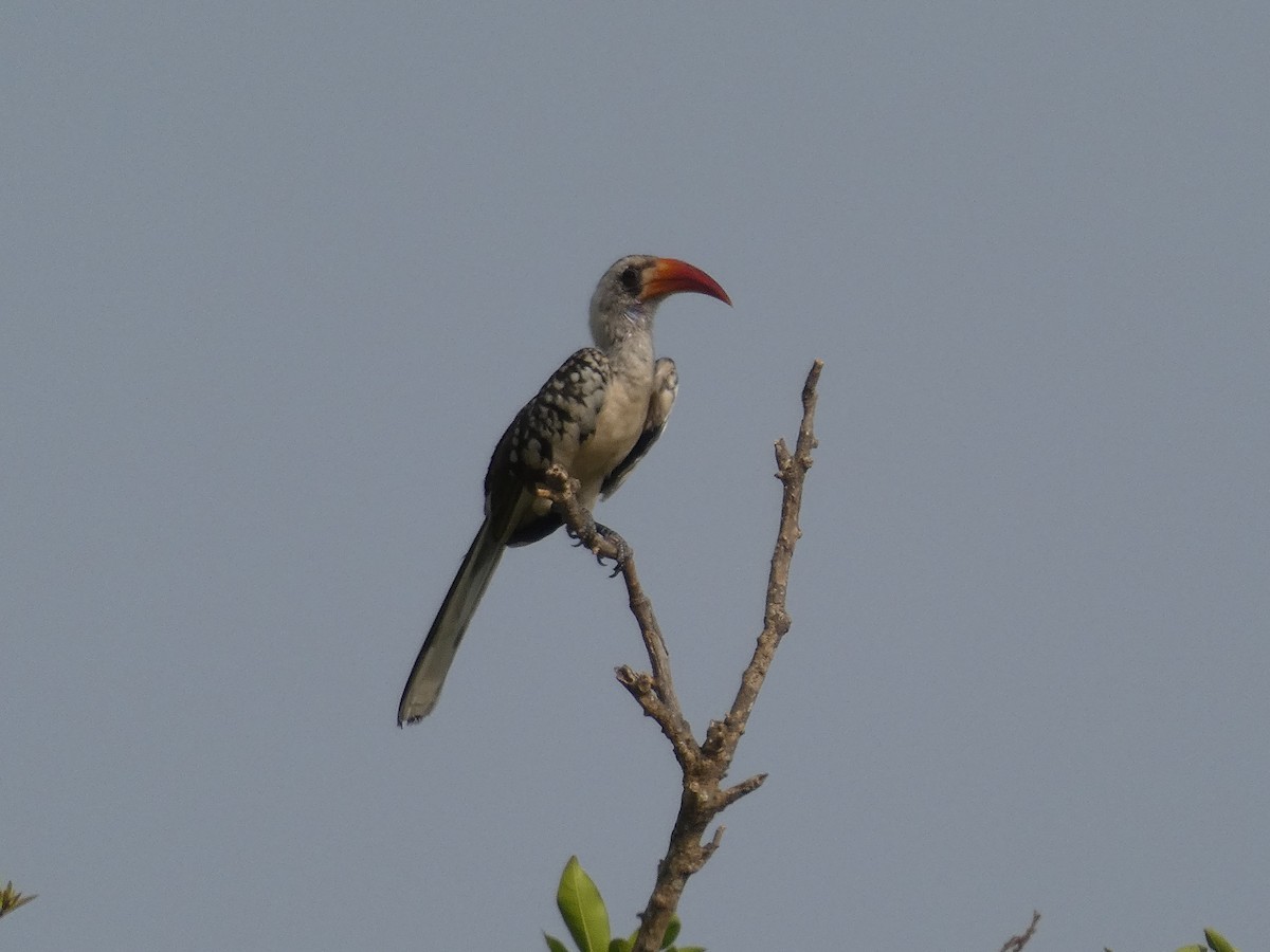 Western Red-billed Hornbill - Cathryn Pritchard