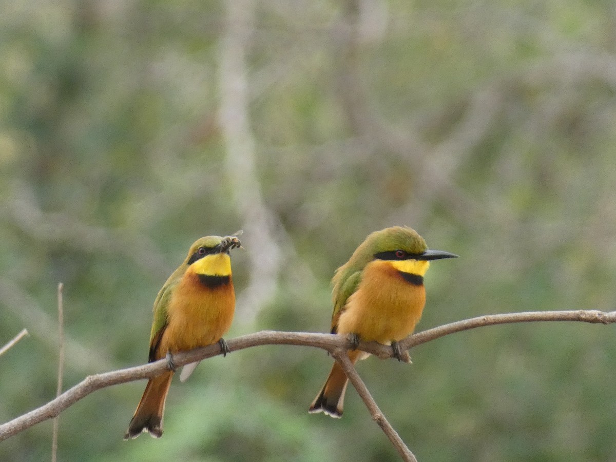 Little Bee-eater - Cathryn Pritchard