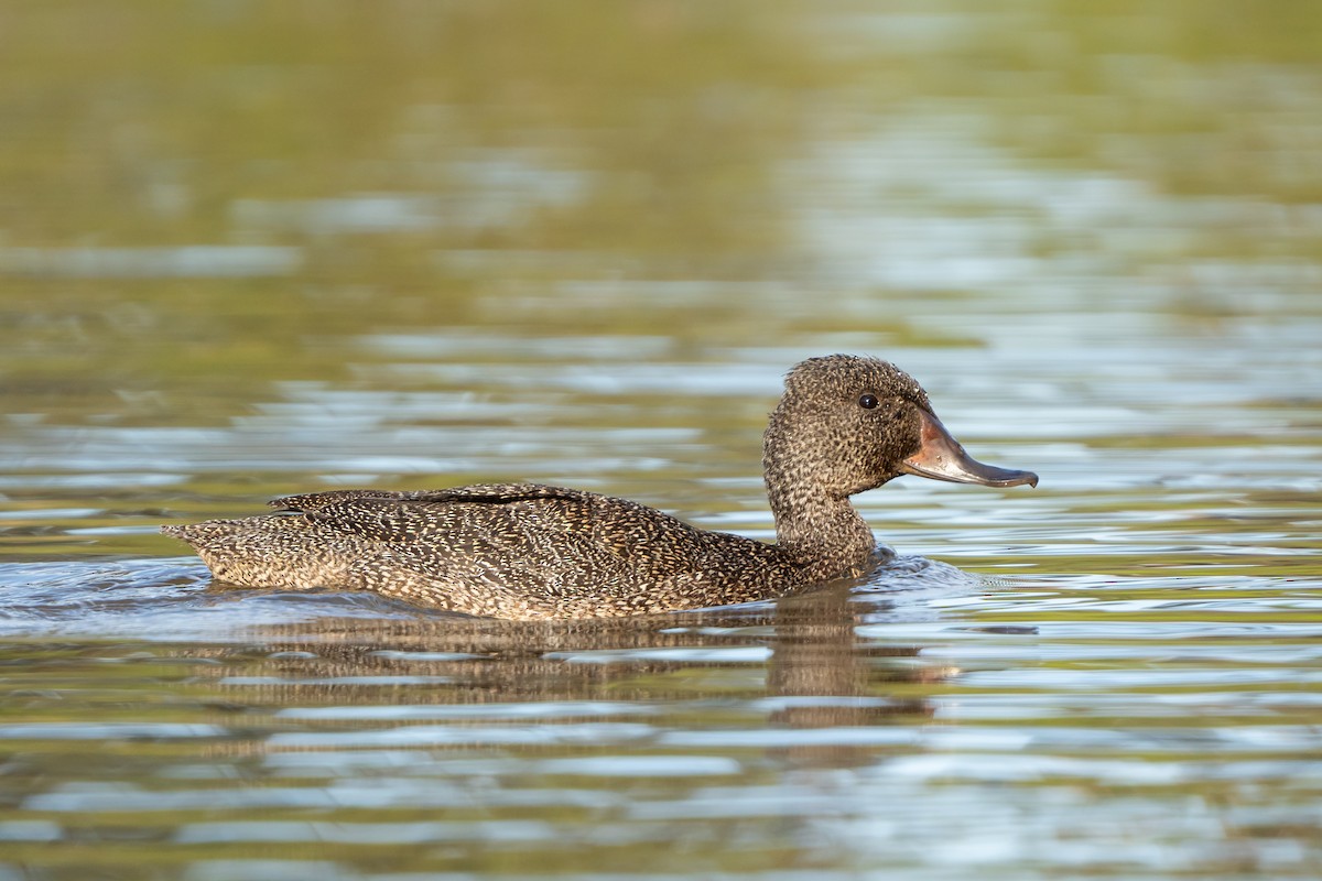 Freckled Duck - ML612739973