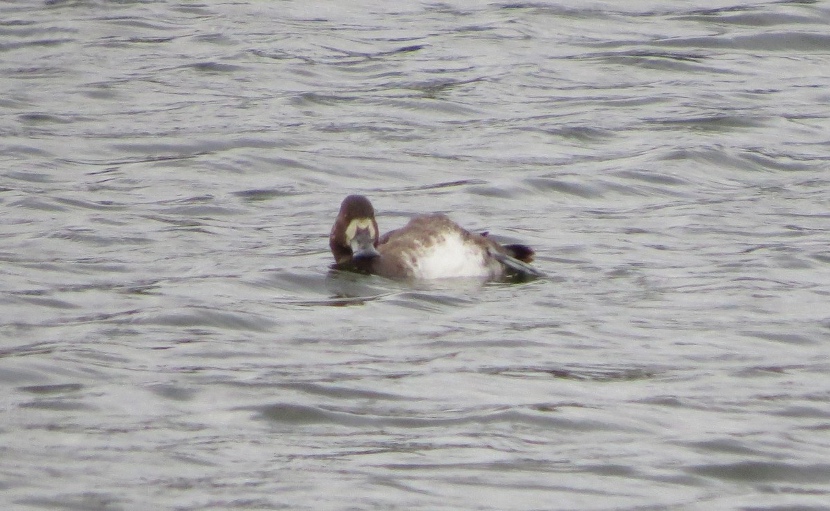 Greater Scaup - ML612740839