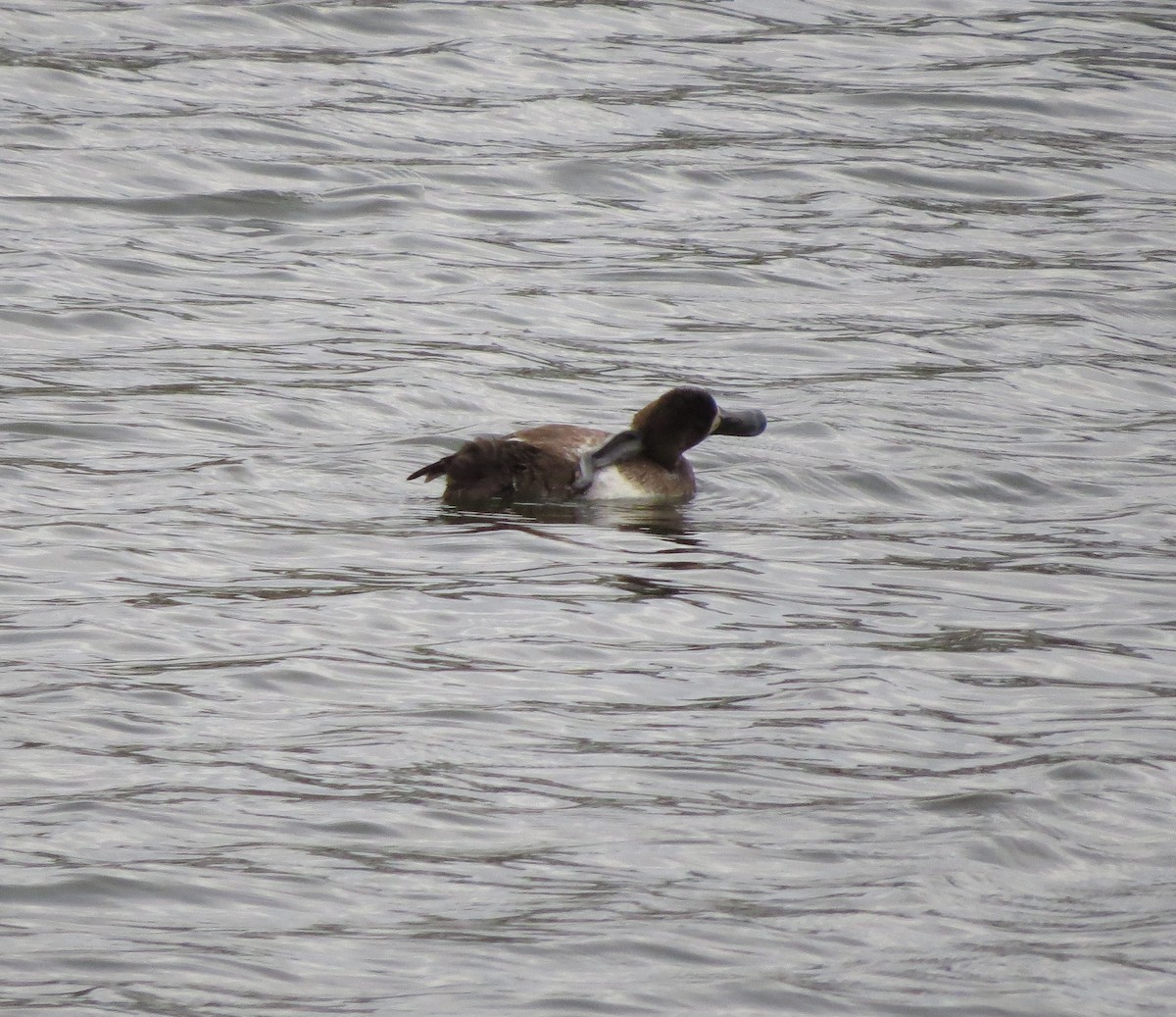 Greater Scaup - ML612740841