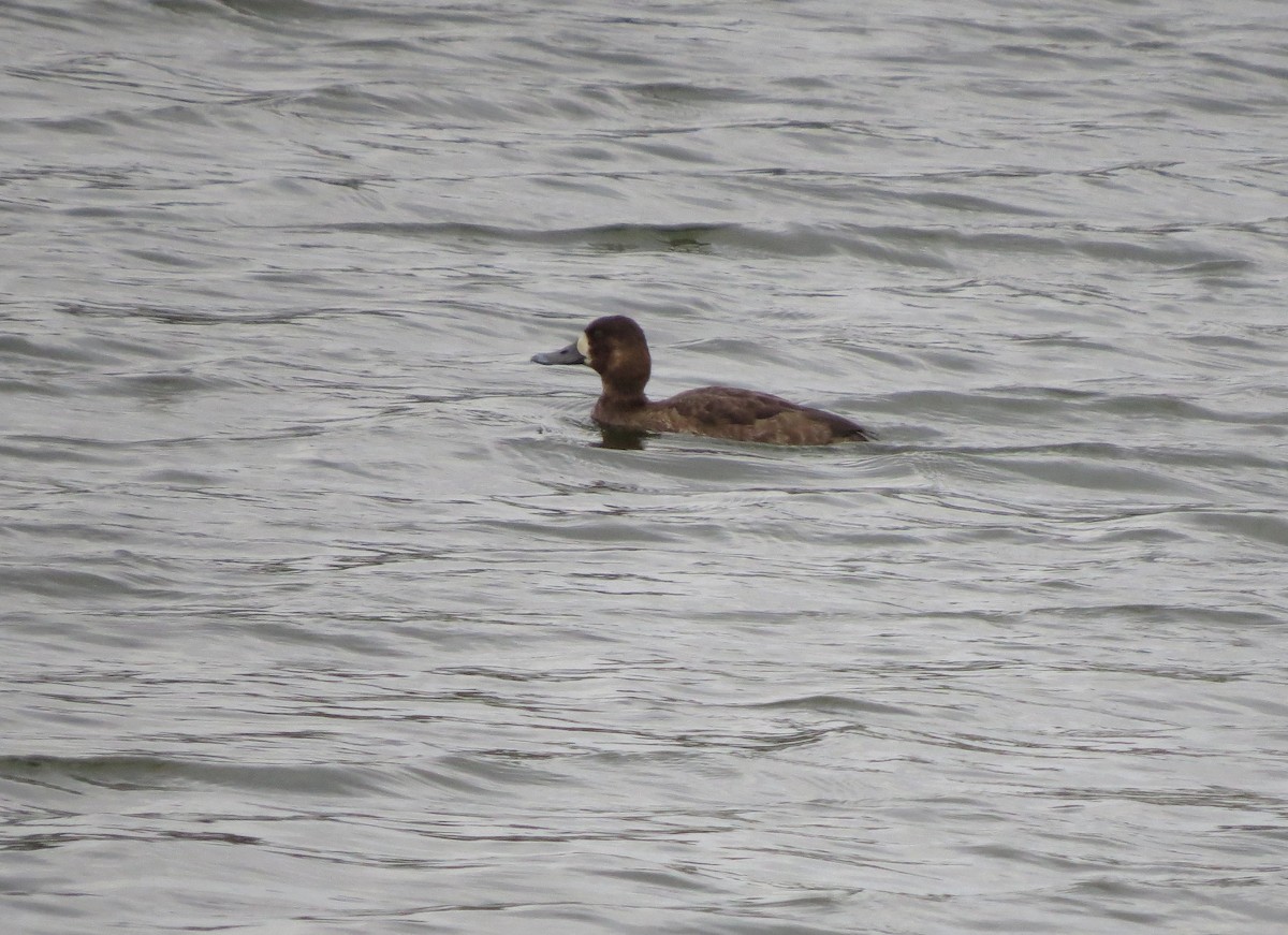 Greater Scaup - ML612740847