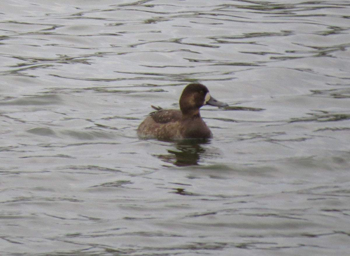 Greater Scaup - ML612740852
