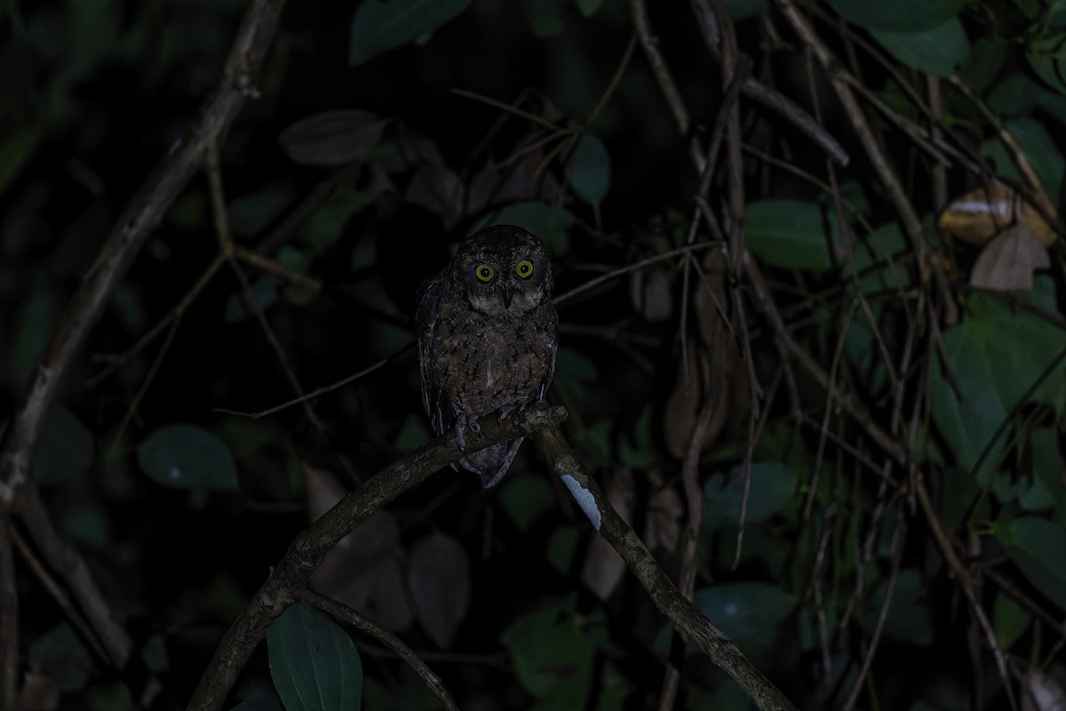 Seychelles Scops-Owl - ML612740956