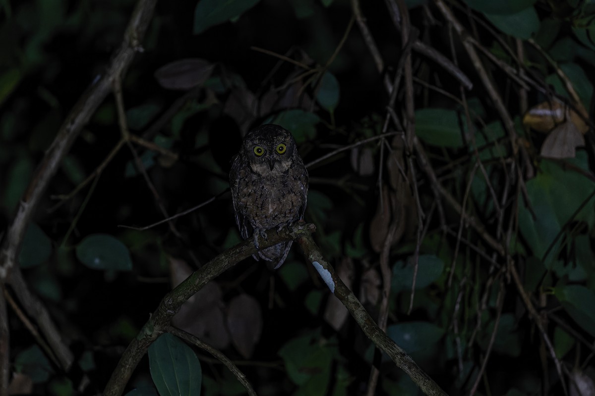 Seychelles Scops-Owl - ML612740957