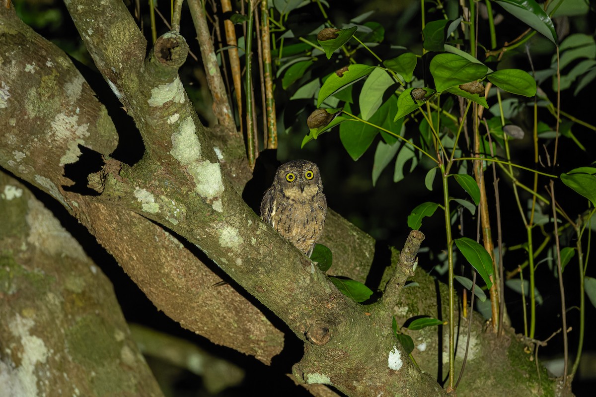 Seychelles Scops-Owl - ML612740958