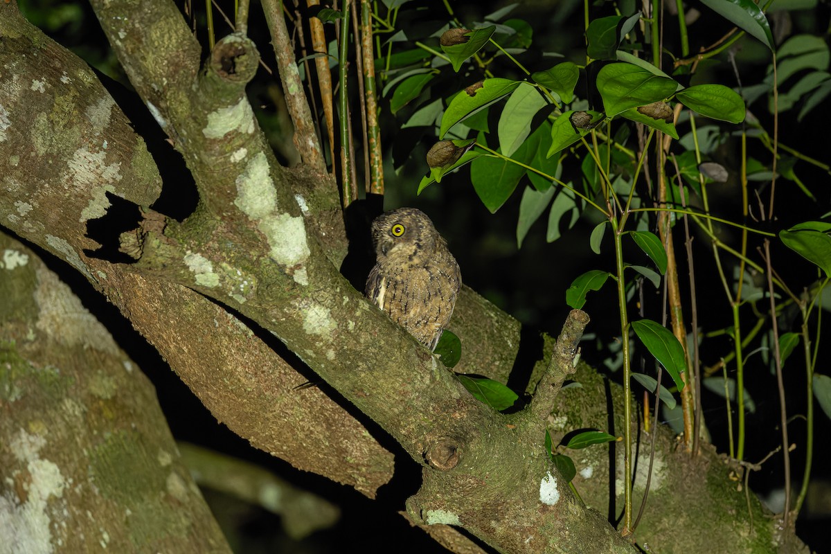 Seychelles Scops-Owl - ML612740959