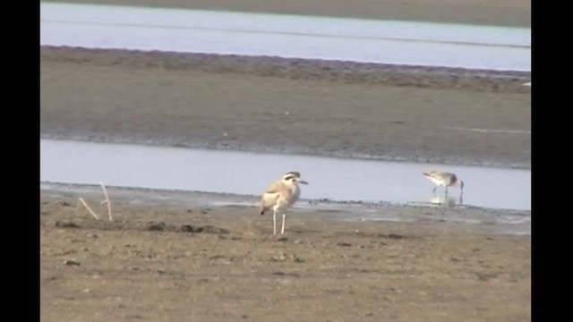 Great Thick-knee - ML612741043