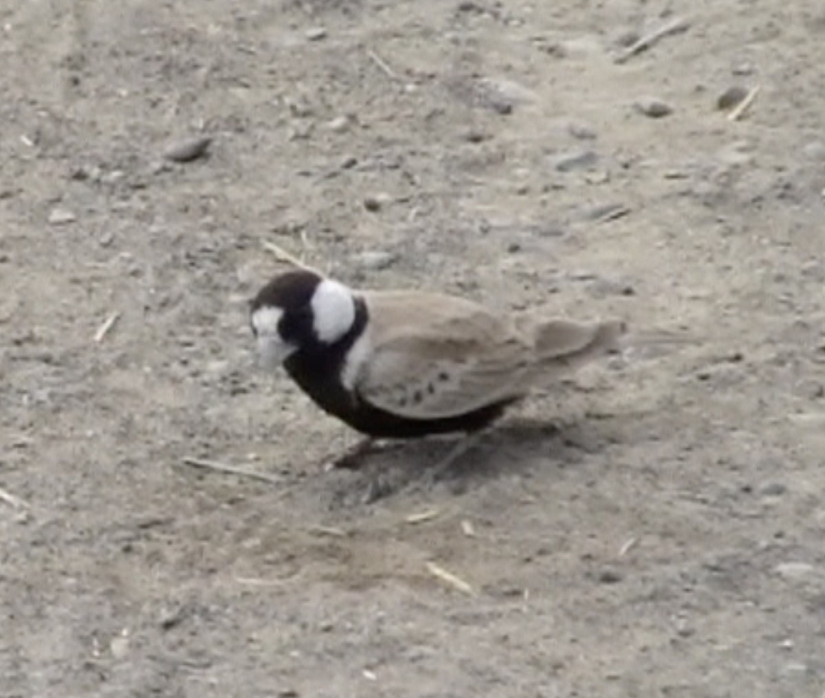 Black-crowned Sparrow-Lark - ML612741105