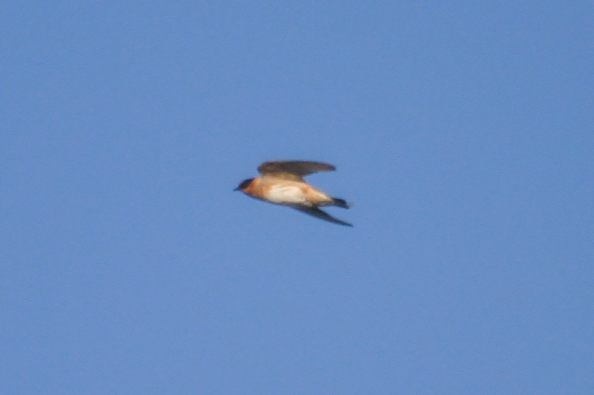 Cave Swallow (Texas) - ML612741508