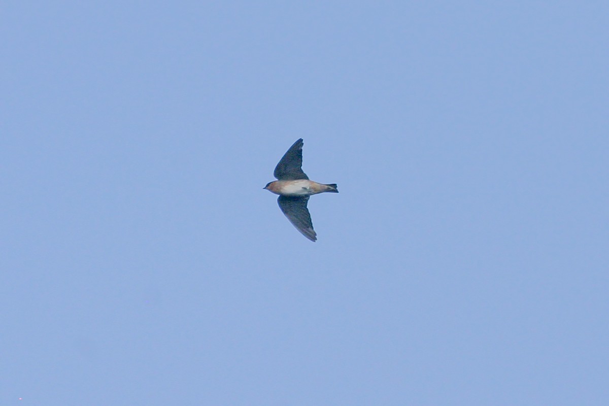 Cave Swallow (Texas) - ML612741509
