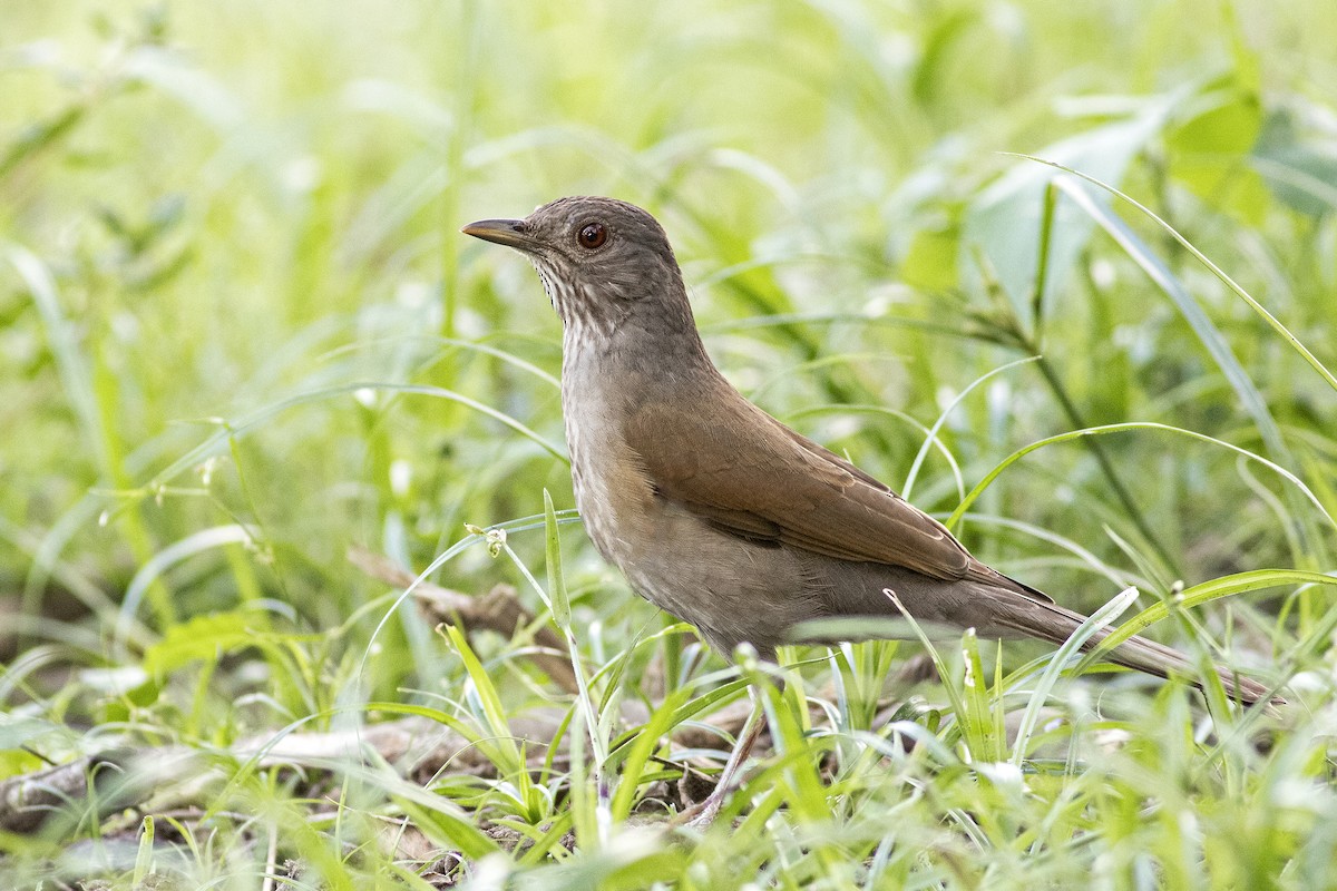 Pale-breasted Thrush - ML612741627