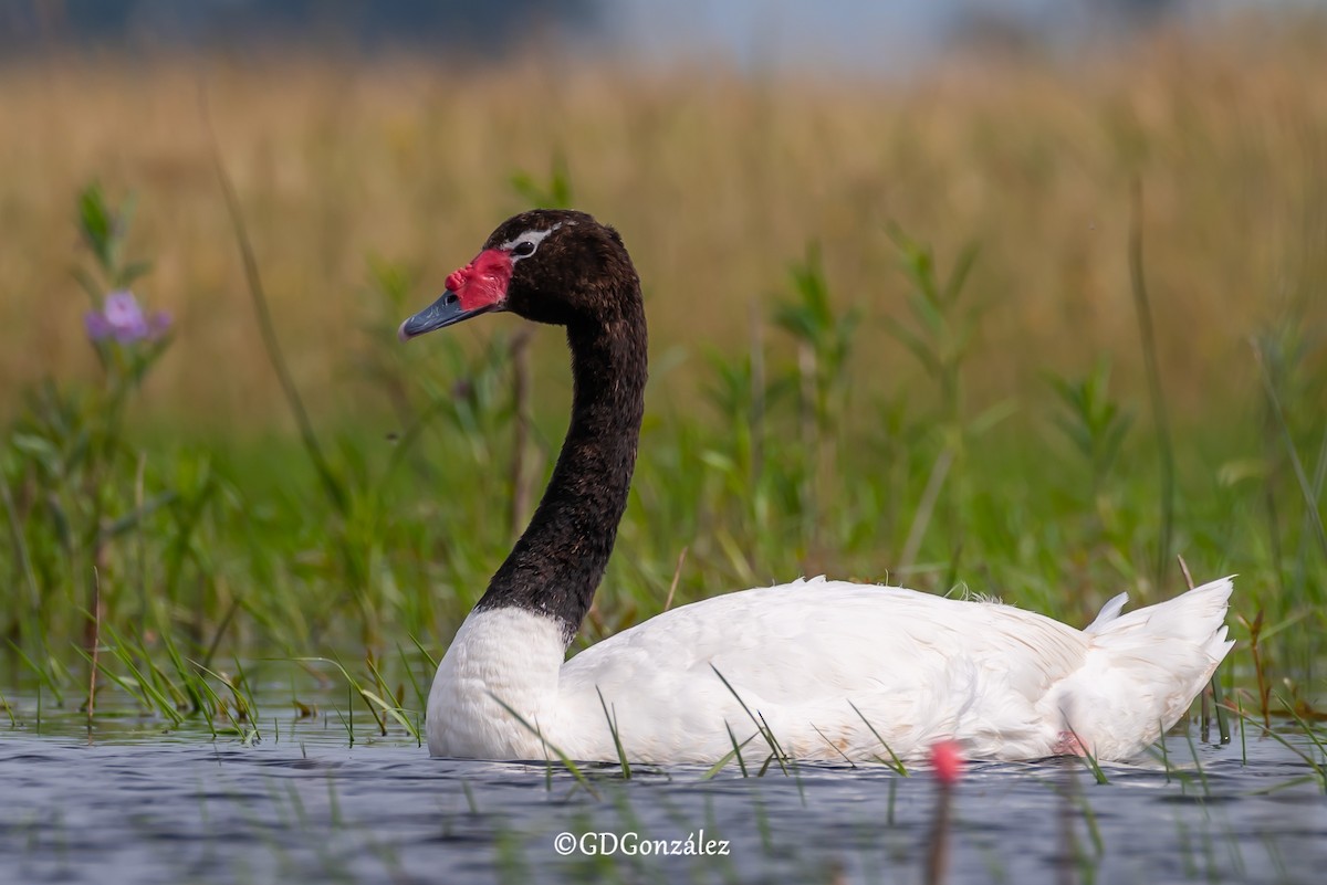 Black-necked Swan - ML612741764