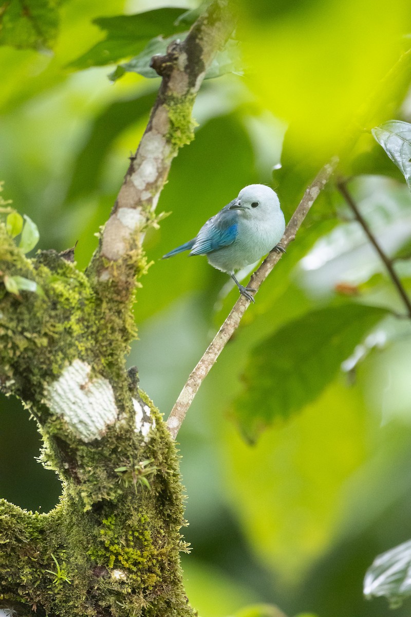 Blue-gray Tanager - ML612741818