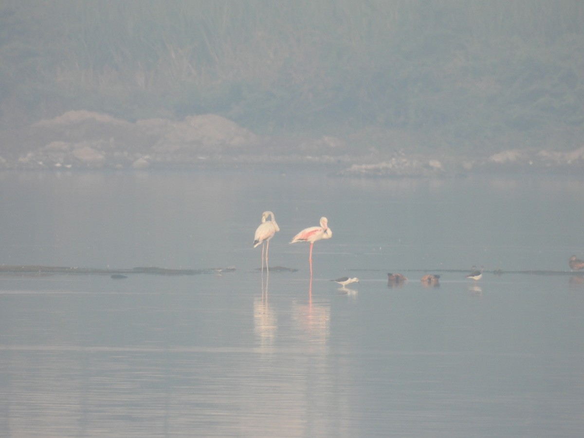 Greater Flamingo - ML612741914