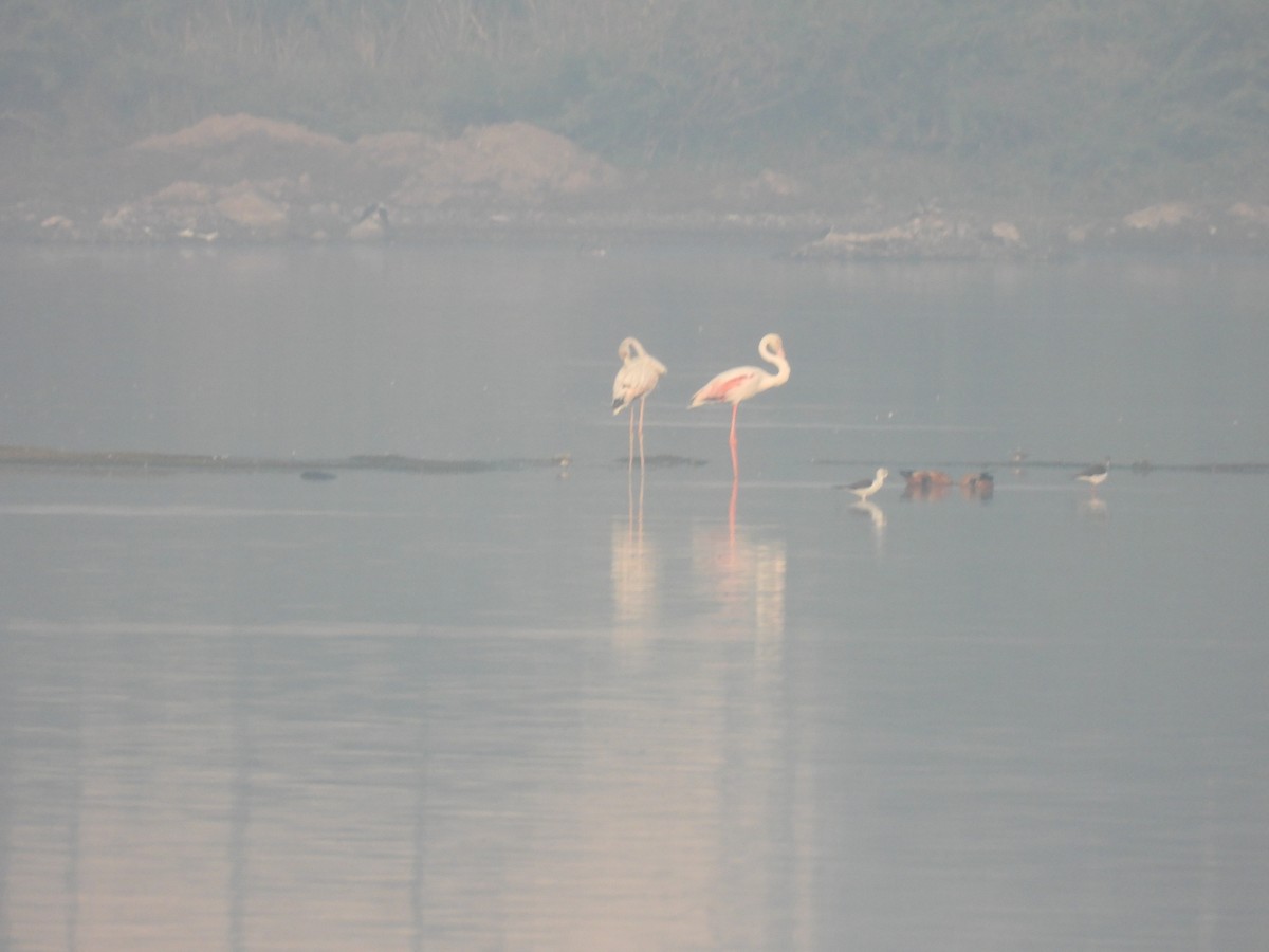 Greater Flamingo - ML612741916