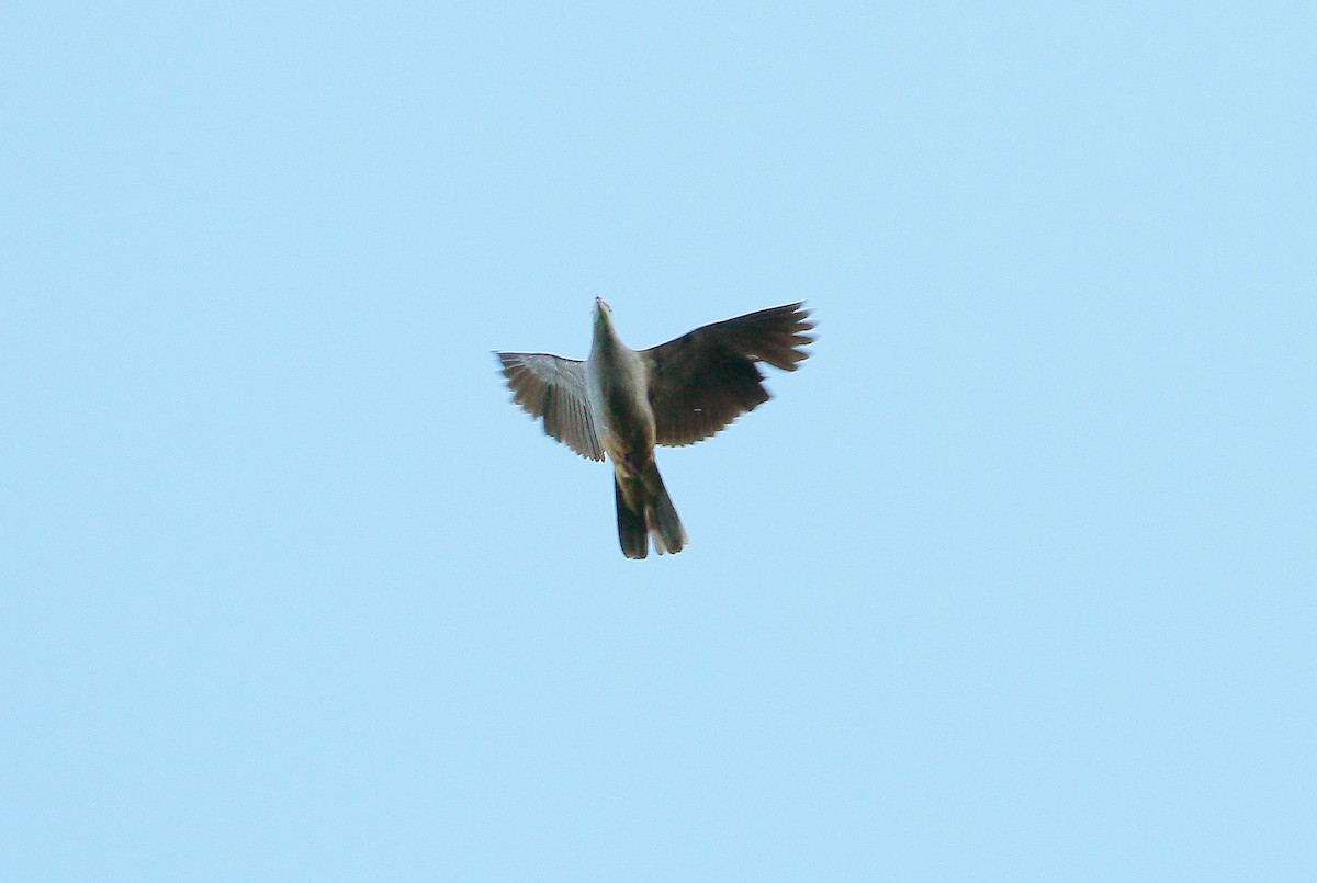 holub světlebřichý - ML61274201
