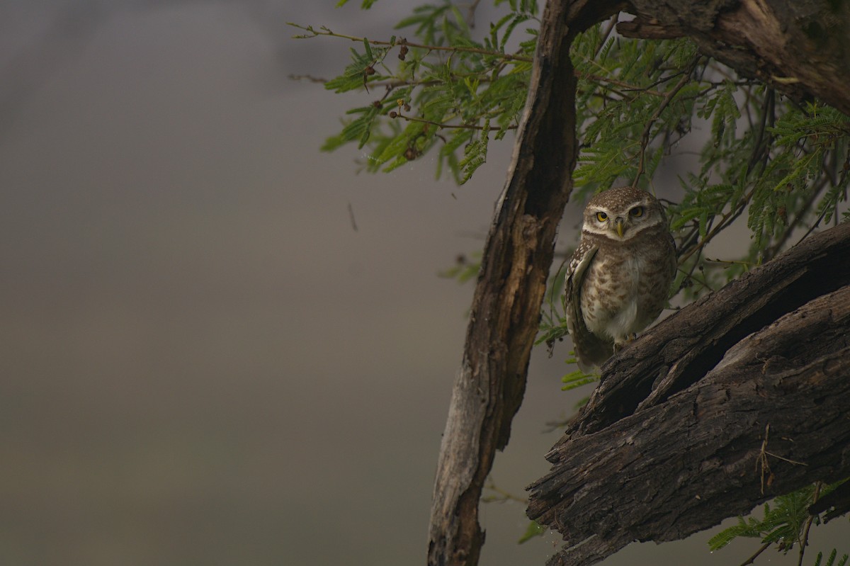 Spotted Owlet - ML612742229