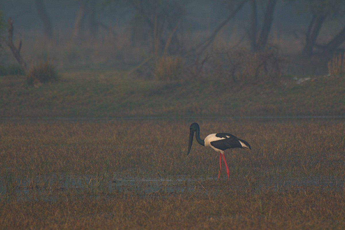Black-necked Stork - ML612742357