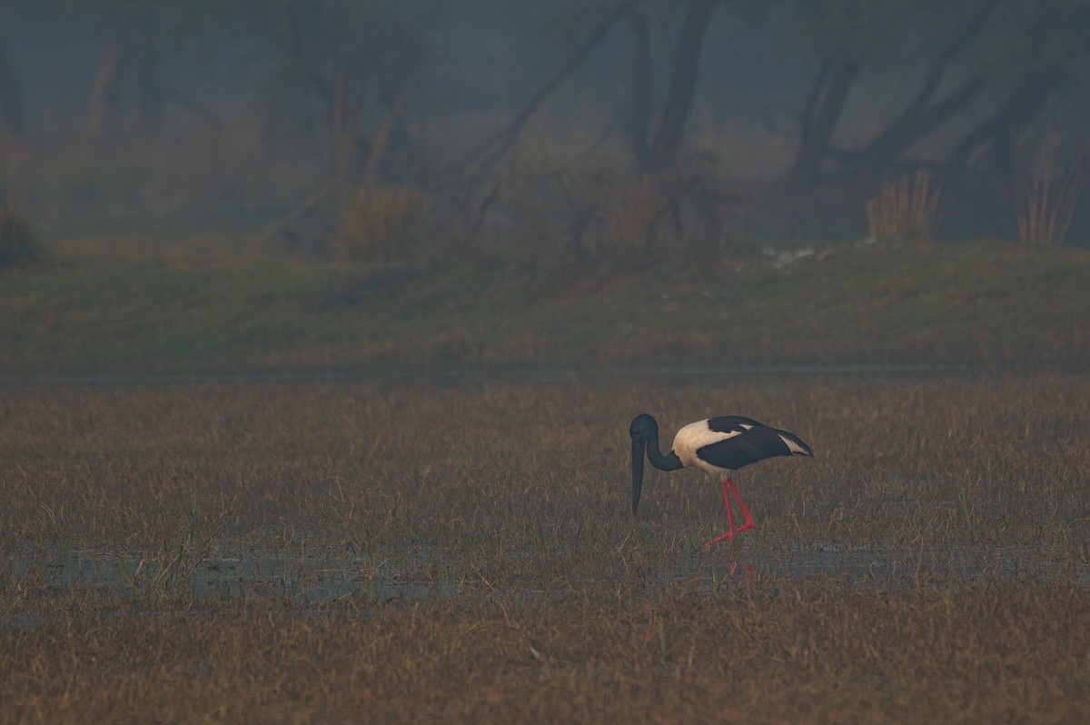Black-necked Stork - ML612742358