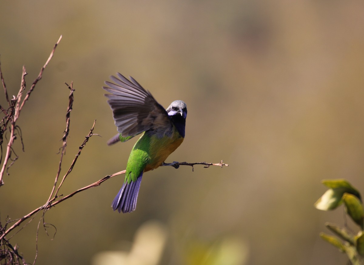 Orange-bellied Leafbird - Marcos Wei