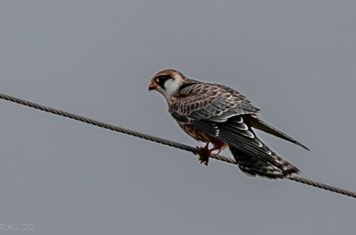 Red-footed Falcon - ML612743029