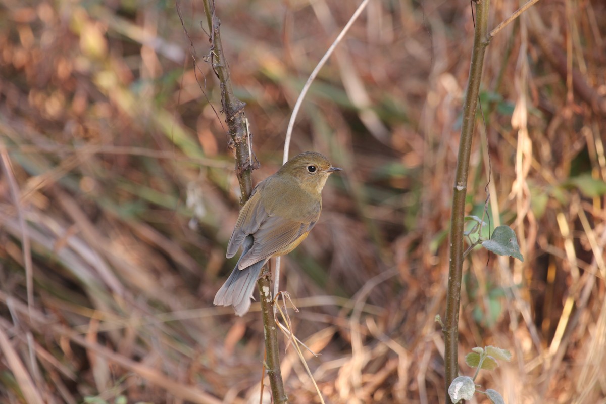 Red-flanked Bluetail - ML612743372