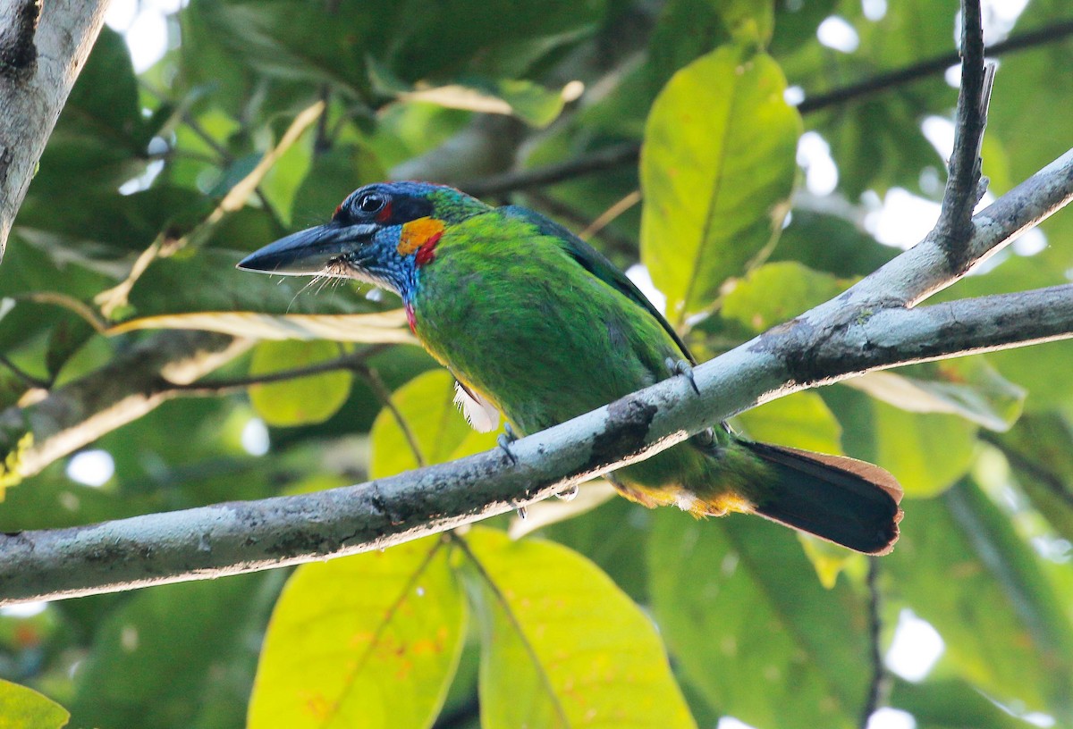 Red-crowned Barbet - Neoh Hor Kee