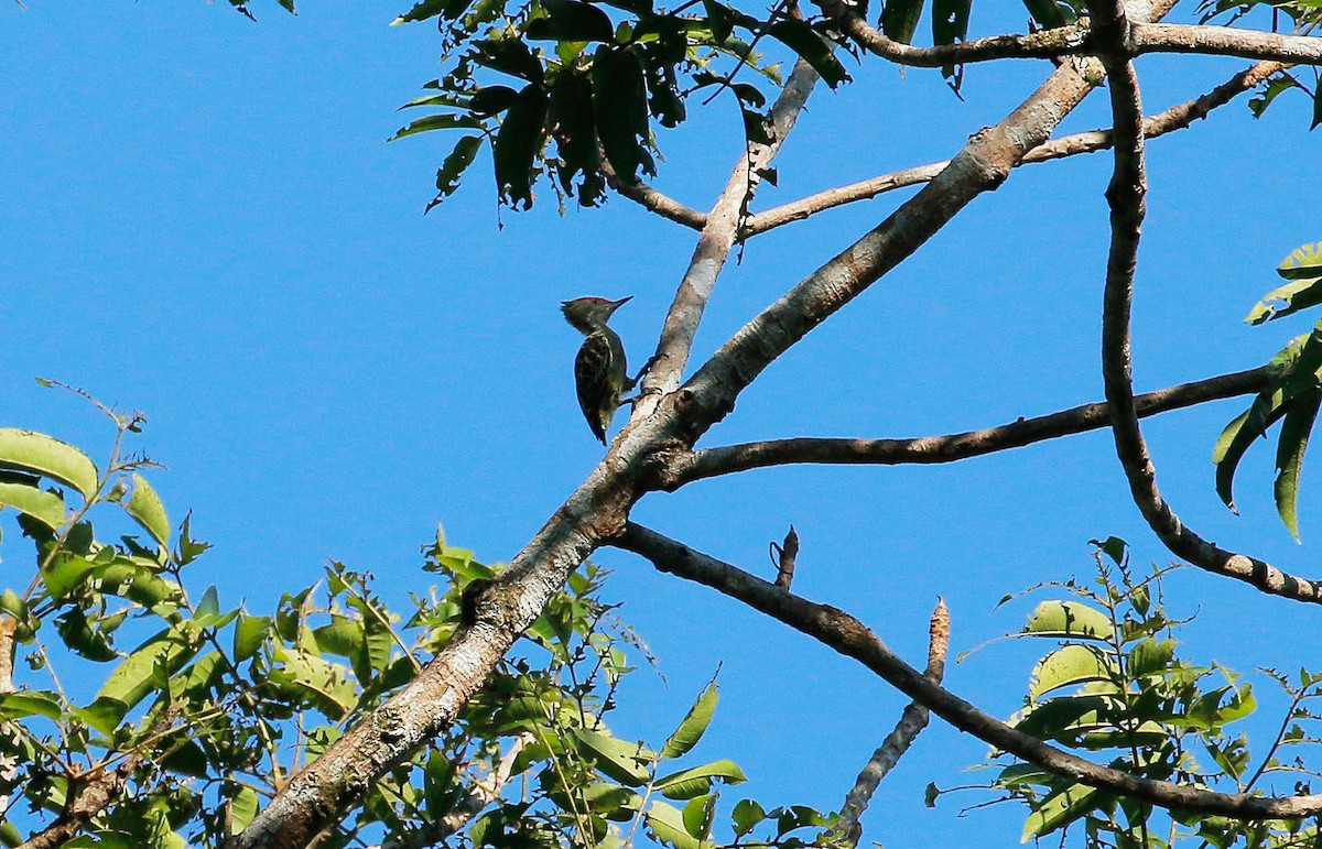 Gray-and-buff Woodpecker - ML61274371