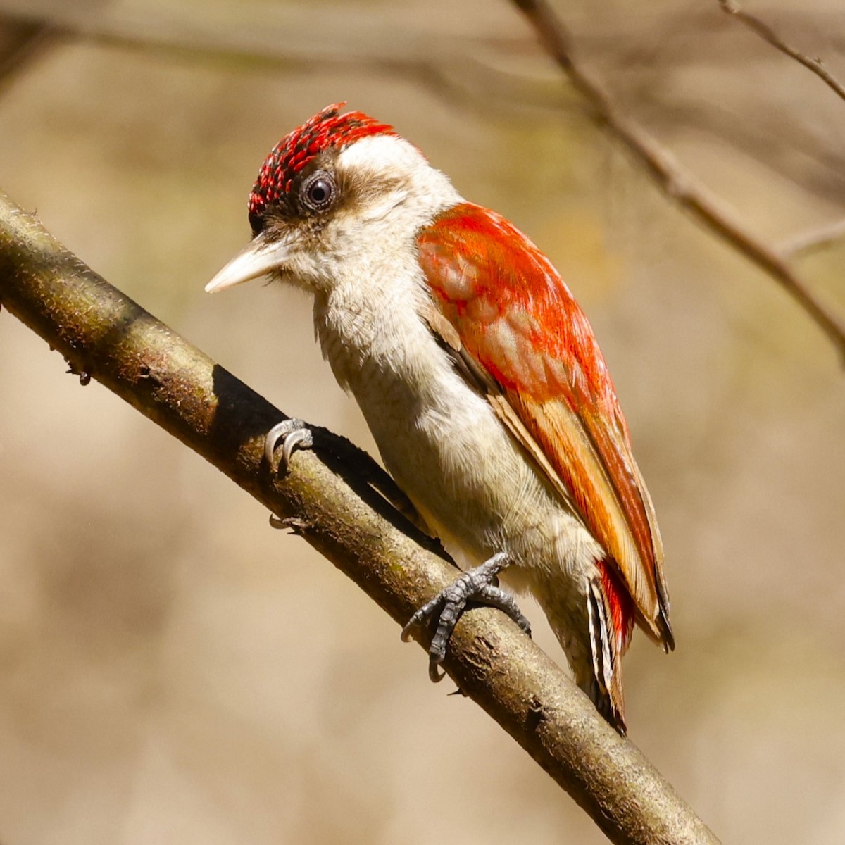 Scarlet-backed Woodpecker - ML612744049