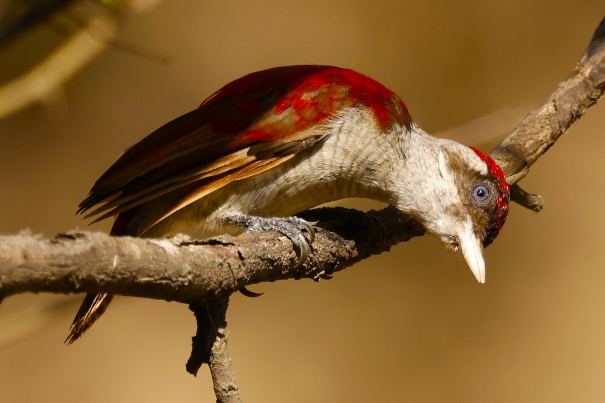 Scarlet-backed Woodpecker - ML612744133