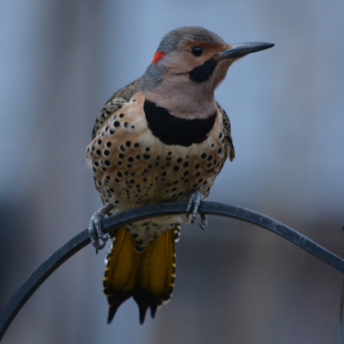 Northern Flicker (Yellow-shafted) - ML612744222