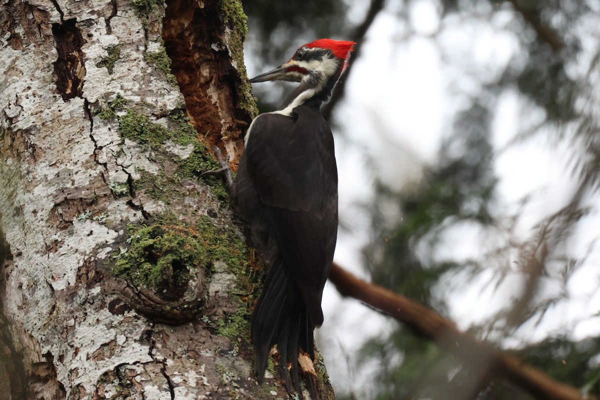 Pileated Woodpecker - ML612744398