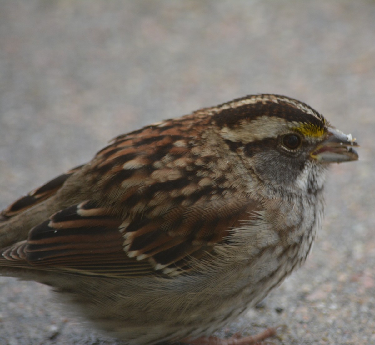 White-throated Sparrow - ML612744511