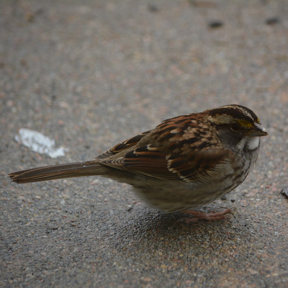 White-throated Sparrow - ML612744512