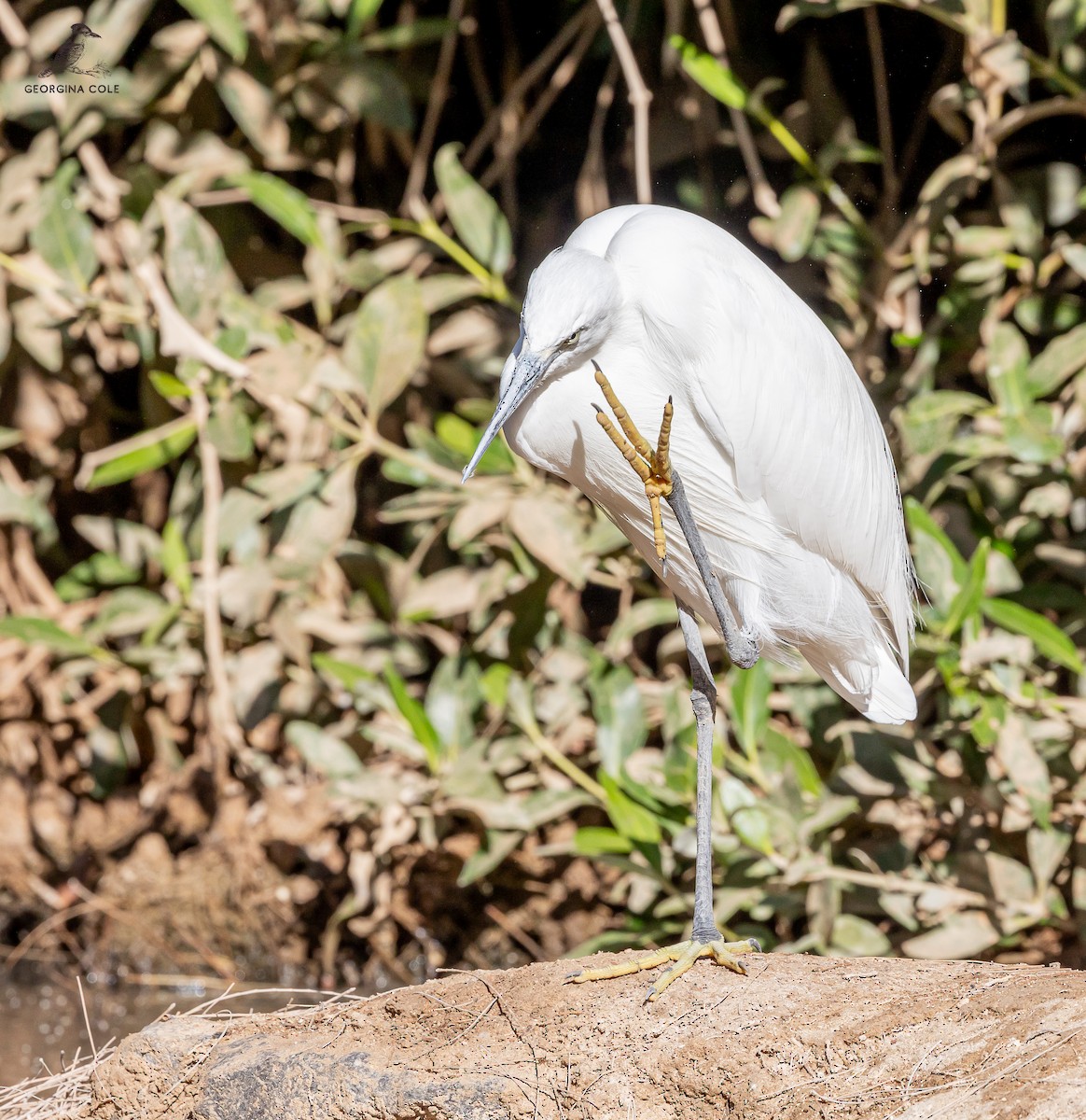 eBird Checklist 27 Dec 2023 El Gouna Park and Fish Farm 12 species