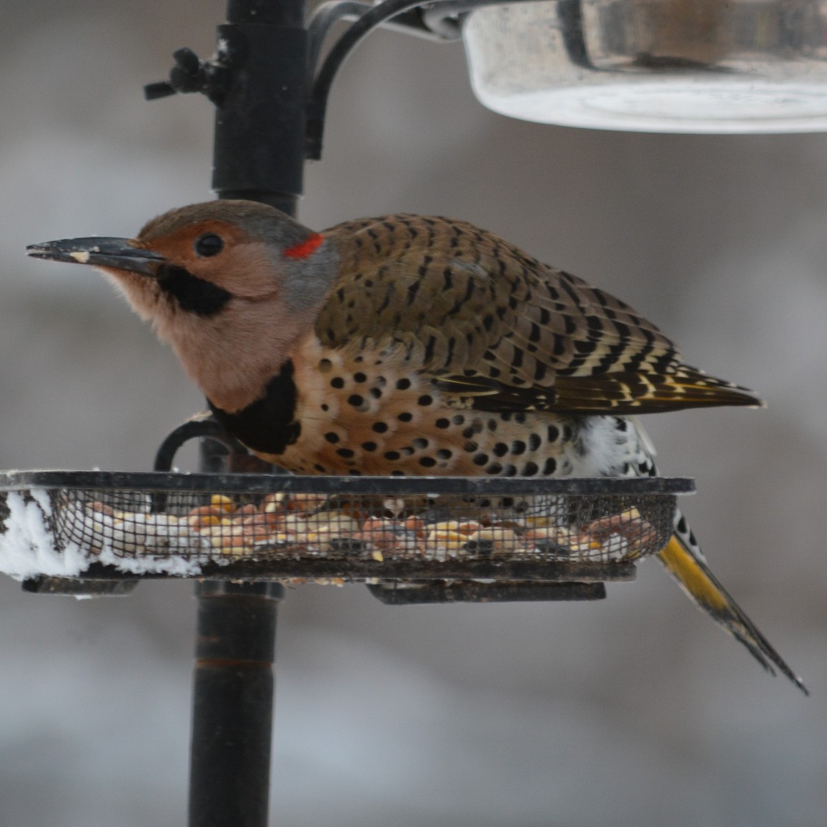 Northern Flicker (Yellow-shafted) - ML612744799