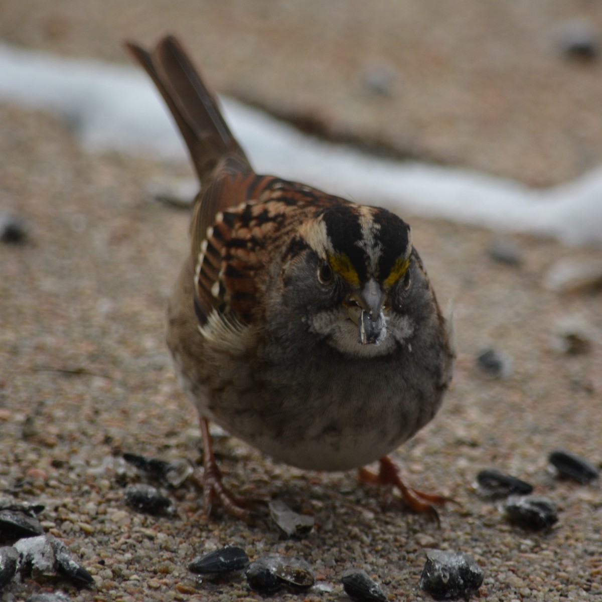 White-throated Sparrow - ML612744807