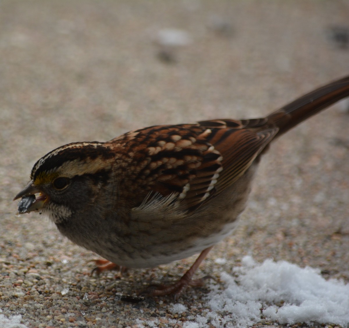 White-throated Sparrow - ML612744808