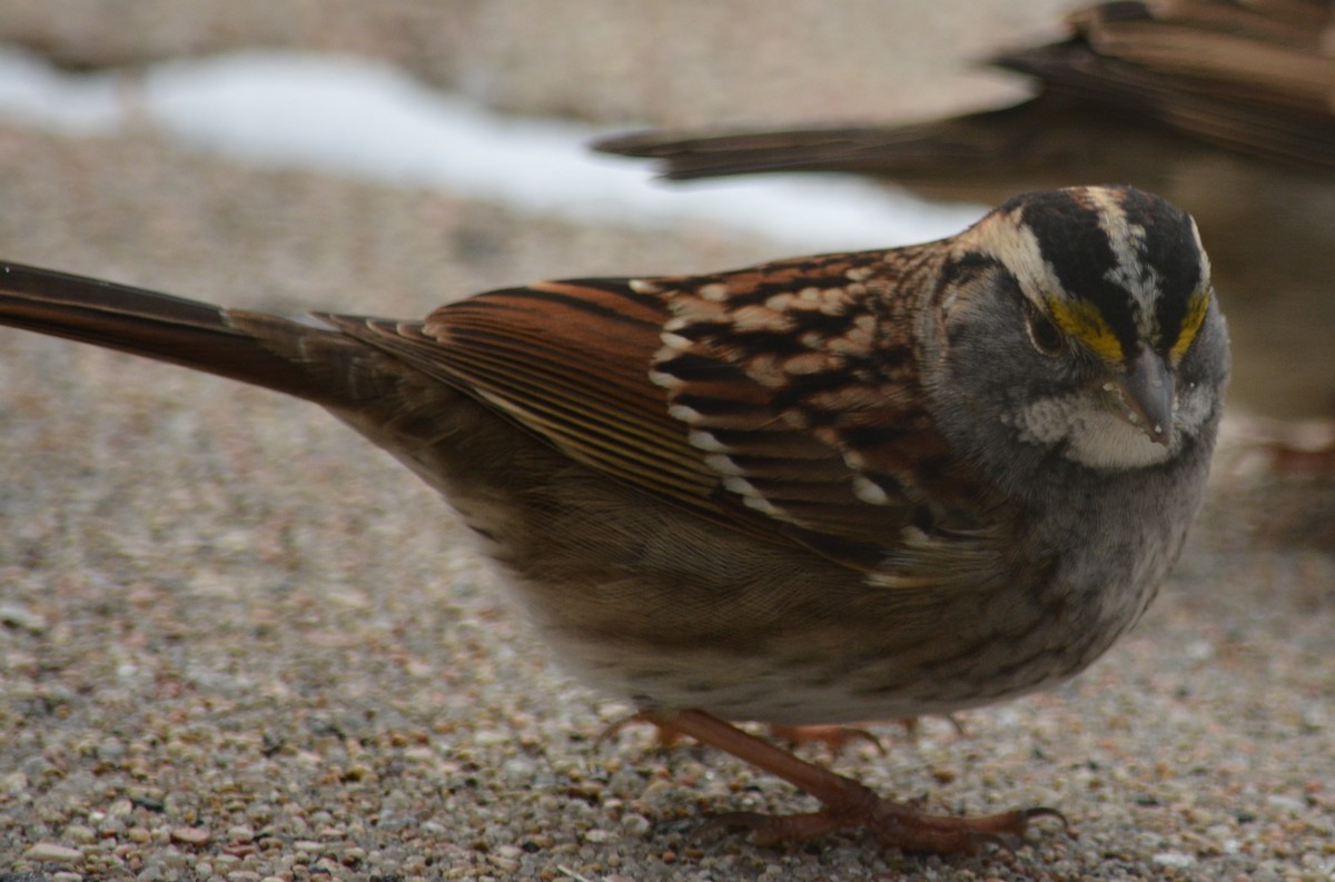 White-throated Sparrow - ML612744809