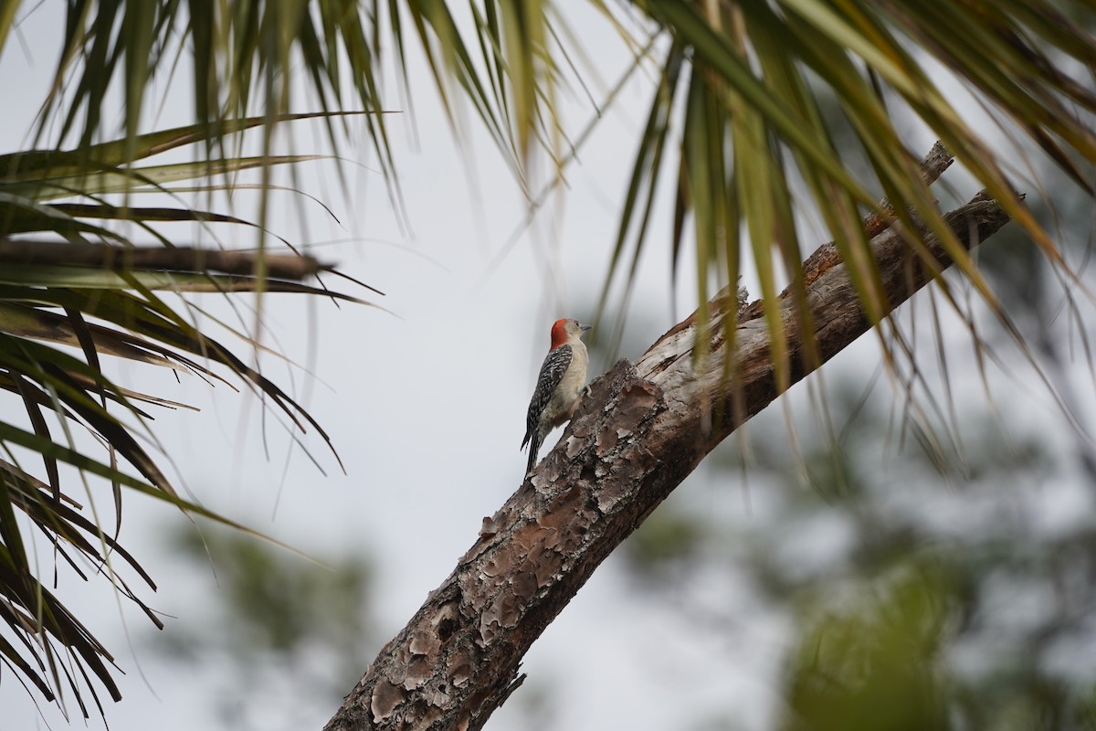 Red-bellied Woodpecker - ML612744891