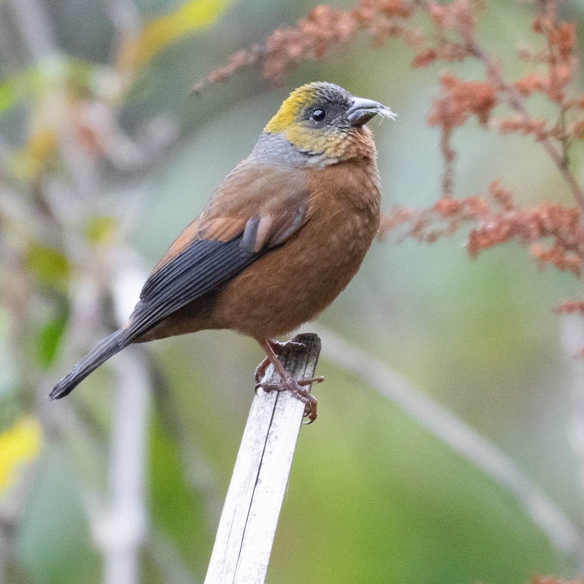 Gold-naped Finch - Werner Suter