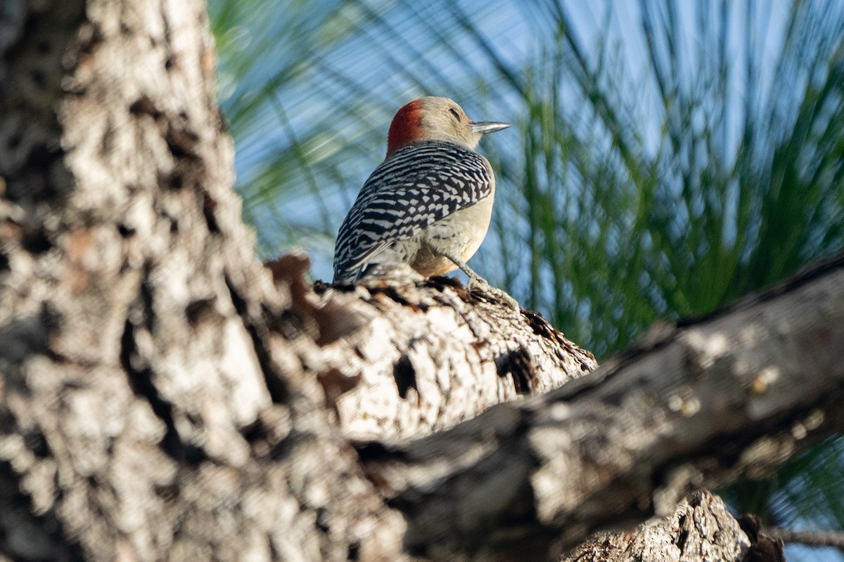 Red-bellied Woodpecker - ML612745134
