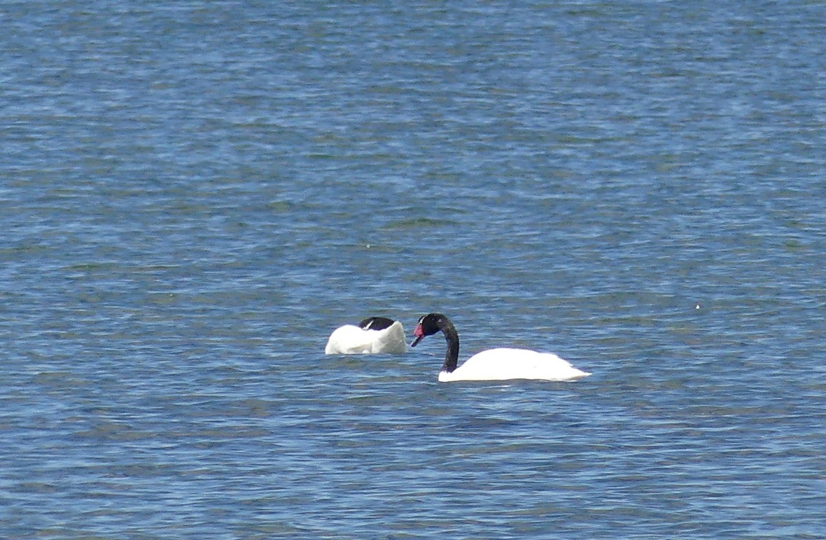 Black-necked Swan - ML612745812