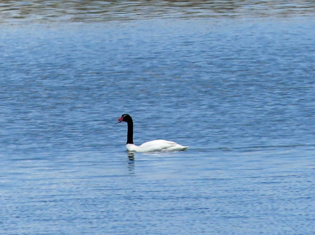 Black-necked Swan - ML612745813