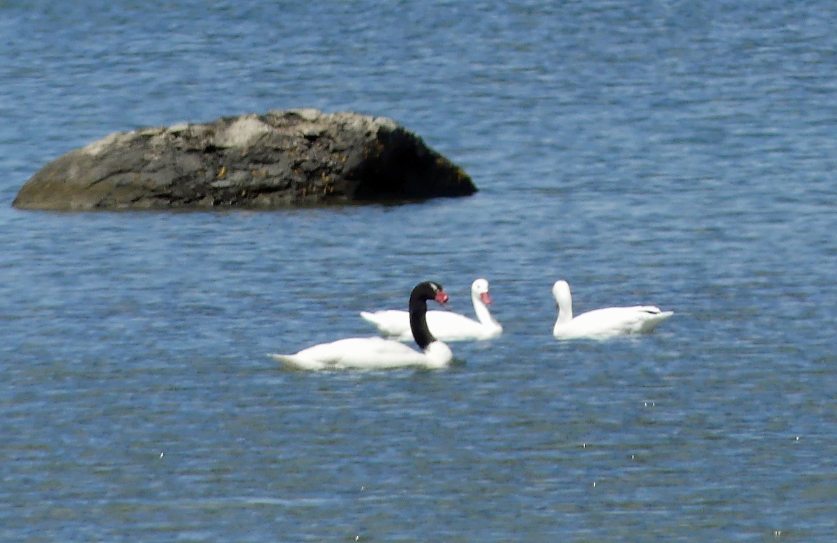 Black-necked Swan - Jim Goehring