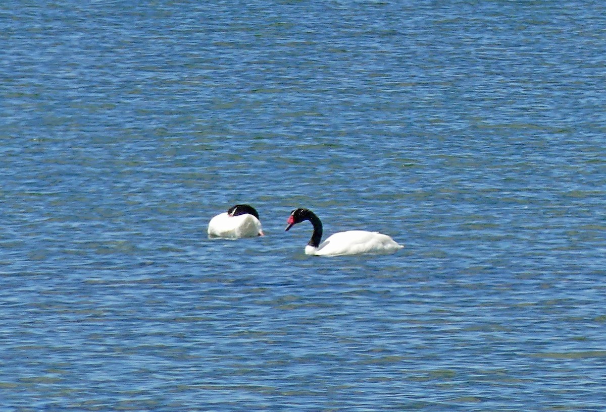 Black-necked Swan - ML612745815